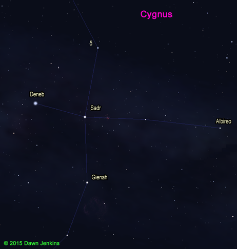 cygnus